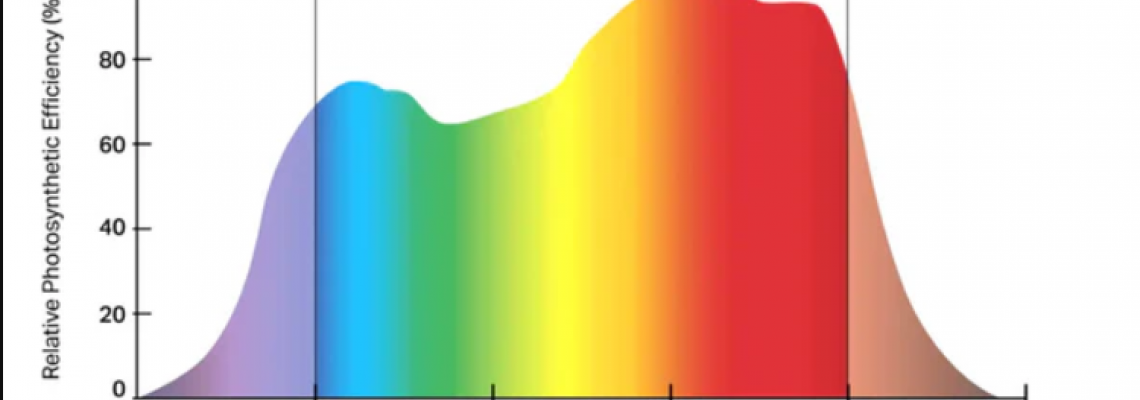 Static vs. Dynamic Light: Why Plants Need More Than HPS Red-Orange Spectrum