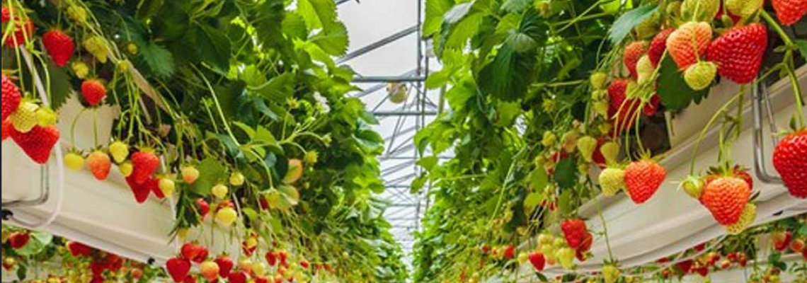 Old School vs. High-Tech: Which Grow Lights Boost Crop Yields? Old School vs. High-Tech: Which Grow Lights Boost Crop Yields?