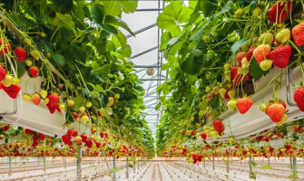Old School vs. High-Tech: Which Grow Lights Boost Crop Yields?