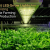 How Smart LED Grow Lights Are Revolutionizing Sustainable Farming and Crop Production