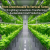 From Greenhouses to Vertical Farms: LED Lighting Innovations Transforming Sustainable Food Production