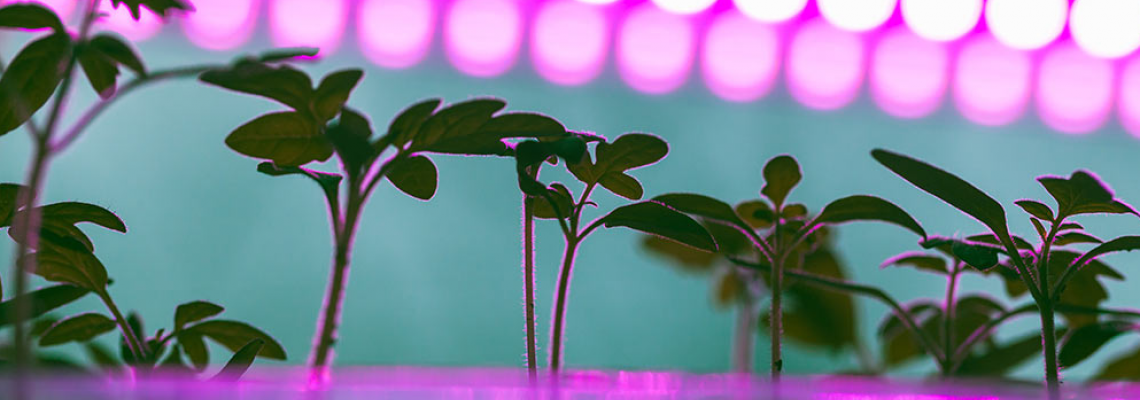 Glow Up: How Modern LED Grow Lights Are Outshining Traditional Systems Glow Up: How Modern LED Grow Lights Are Outshining Traditional Systems