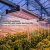 Boosting Greenhouse Productivity with Tunable Spectrum LEDs: Benefits, Applications, and Best Practices