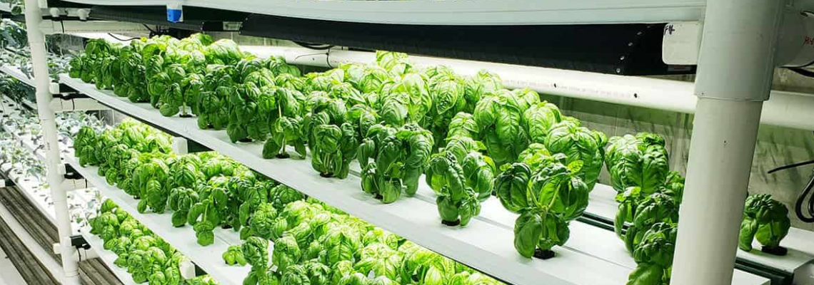LEDs in Vertical & Controlled-Environment Agriculture (CEA): Powering the Future of Smart Farming LEDs in Vertical & Controlled-Environment Agriculture (CEA): Powering the Future of Smart Farming