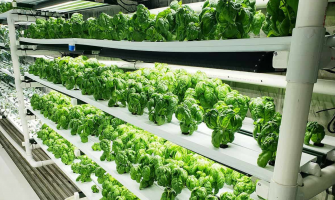 Why Full Spectrum LEDs Are the Future of Hydroponics