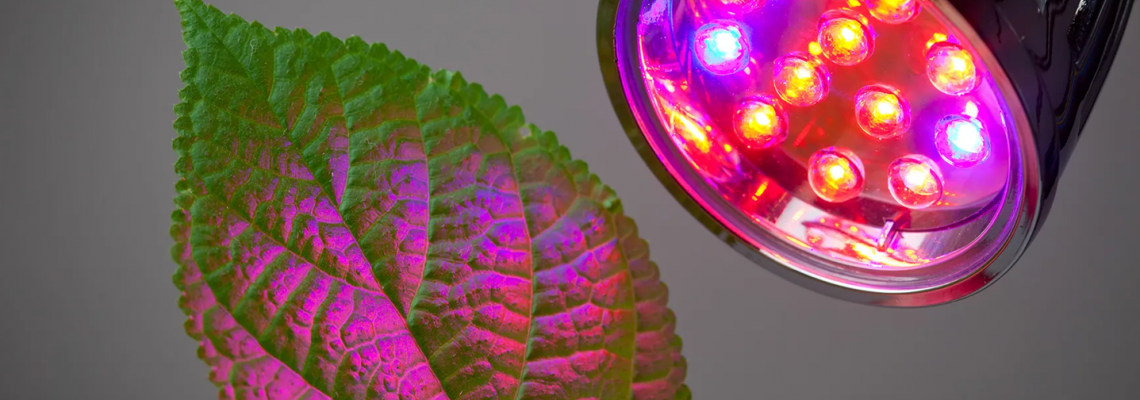 Precision Optics: Even Light Distribution Across Canopies