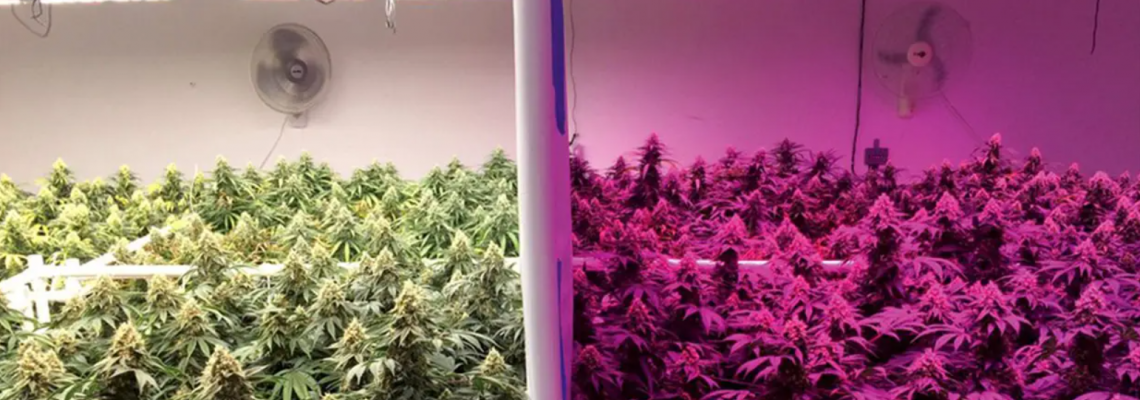Spectrum Wars: Fixed Yellow-Red HPS vs. Tunable Full-Spectrum LED