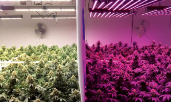 Spectrum Wars: Fixed Yellow-Red HPS vs. Tunable Full-Spectrum LED