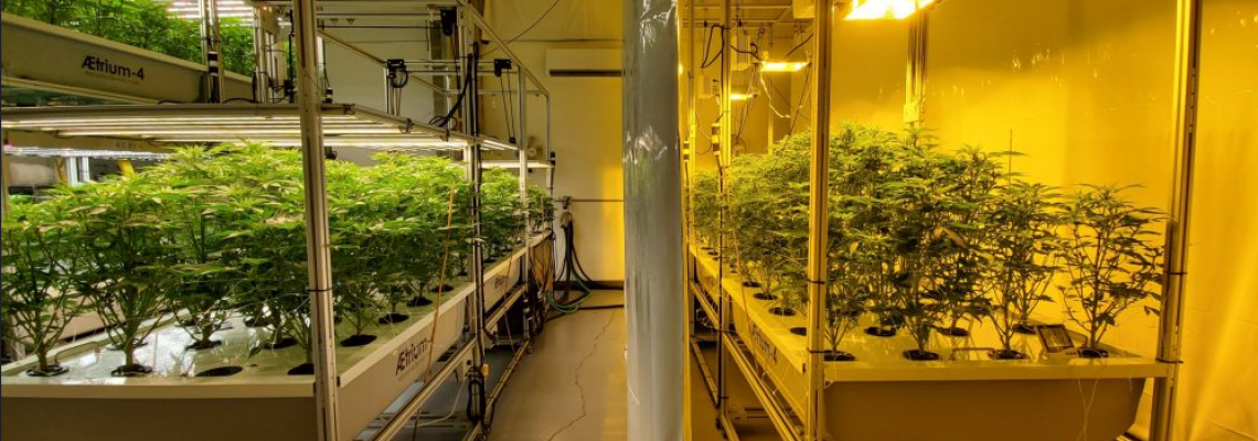 Shedding Light on the Future: Comparing HPS, Fluorescents, and LED Grow Systems Shedding Light on the Future: Comparing HPS, Fluorescents, and LED Grow Systems