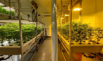 Shedding Light on the Future: Comparing HPS, Fluorescents, and LED Grow Systems