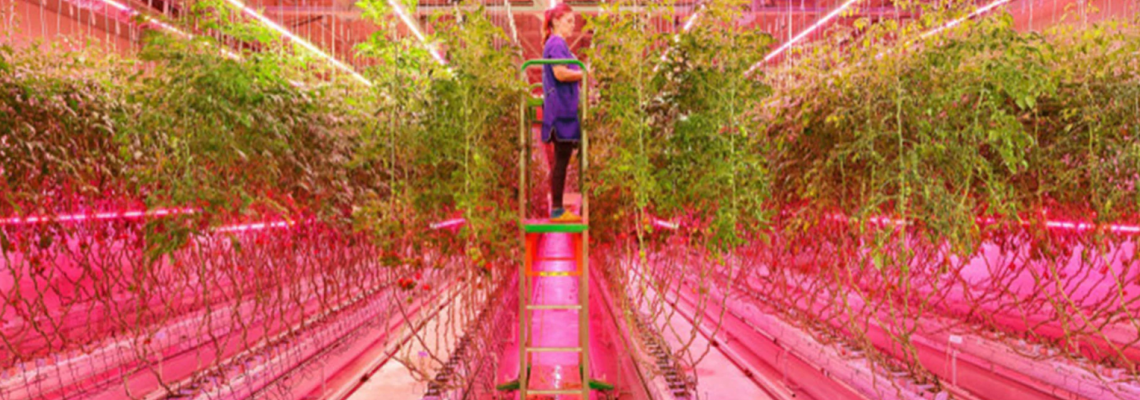 Boost Your Yield in 2025 with Energy-Efficient LED Grow Lights