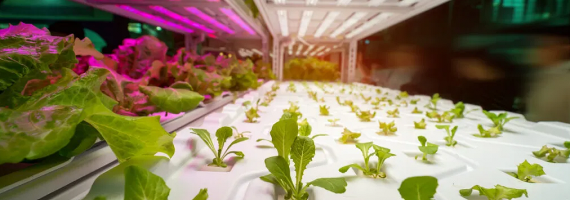 Watt’s Better? Breaking Down the Grow Light Debate in Modern Farming Watt’s Better? Breaking Down the Grow Light Debate in Modern Farming
