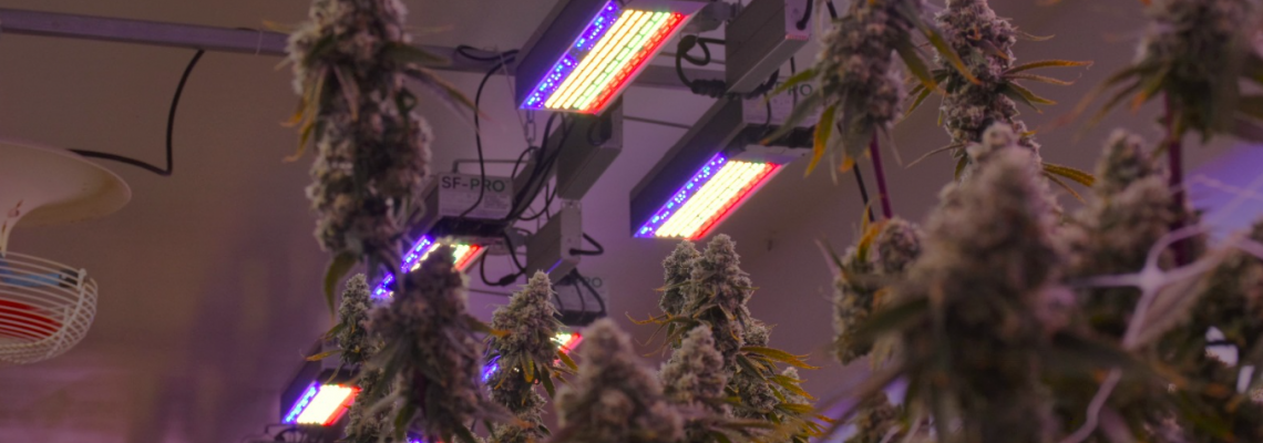 Customization & Spectrum Tuning: Tailored Lighting for Every Crop