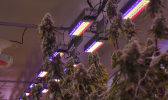 Customization & Spectrum Tuning: Tailored Lighting for Every Crop