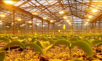 The Grow Light Showdown: Traditional vs. Modern Lighting in Greenhouse Agriculture