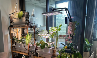 Boost Your Yield in 2025 with Energy-Efficient LED Grow Lights