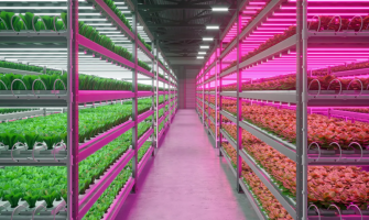 Plant Power Play: Why LED Lighting Is Redefining Modern Farming