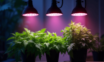 Watt’s Better? Breaking Down the Grow Light Debate in Modern Farming