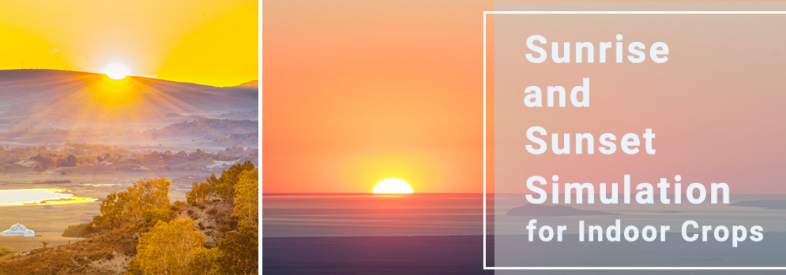 Smart Schedules & Photoperiod Control: Sunrise to Sunset Simulation