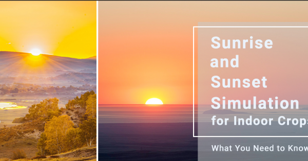 Sunset Simulation Smart Schedules & Photoperiod Control | Sunrise to Sunset Simulation ...