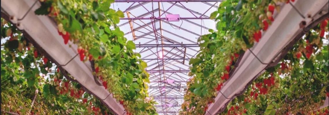 Top LED Lighting Innovations Powering Sustainable Agriculture