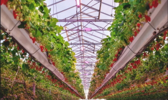 Top LED Lighting Innovations Powering Sustainable Agriculture