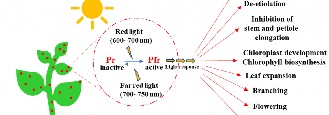 Crop Quality & Photomorphogenesis: How Spectrum Influences Plant Traits Crop Quality & Photomorphogenesis: How Spectrum Influences Plant Traits