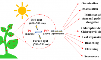Crop Quality & Photomorphogenesis: How Spectrum Influences Plant Traits Crop Quality & Photomorphogenesis: How Spectrum Influences Plant Traits