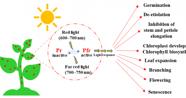 Crop Quality & Photomorphogenesis: The Power of Light Spectrum in ...