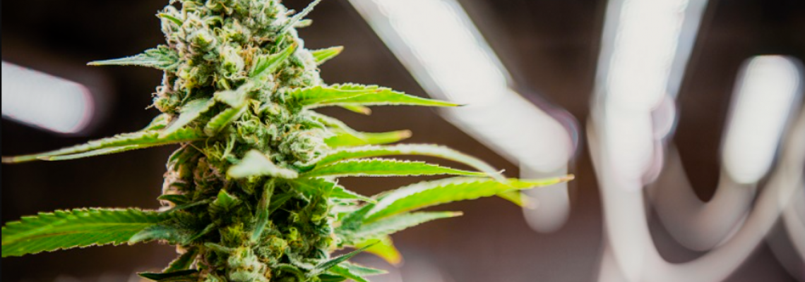 Disposal & Recyclability: Tackling Waste in HPS vs. LED Cultivation