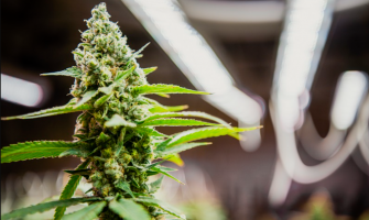 Disposal & Recyclability: Tackling Waste in HPS vs. LED Cultivation