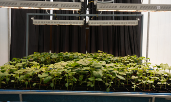 Next-Gen Spectra: How LED Customization Transforms Indoor Farming