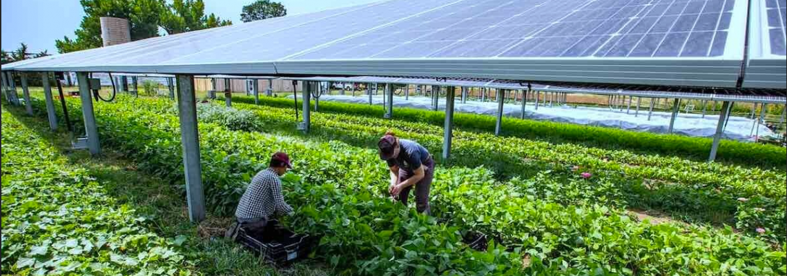 Grow Anywhere with Solar-LED Solutions for Off-Grid Farming