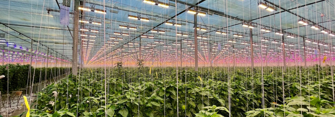 Top LED Lighting Innovations Powering Sustainable Agriculture