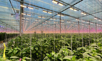 Top LED Lighting Innovations Powering Sustainable Agriculture