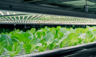 Old School vs. High-Tech: Which Grow Lights Boost Crop Yields?