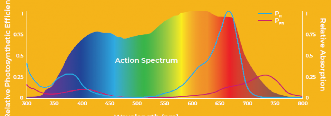 Beyond Blue & Red: Unlocking Crop Potential with Full-Spectrum LED Customization