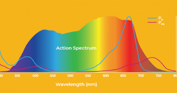 Beyond Blue & Red: Full-Spectrum LED Customization for Higher Yields