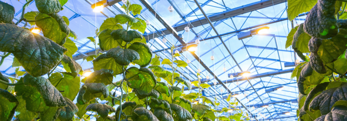 5 Reasons LED Grow Lights Are a Must for Modern Greenhouses 5 Reasons LED Grow Lights Are a Must for Modern Greenhouses