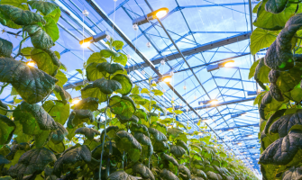 5 Reasons LED Grow Lights Are a Must for Modern Greenhouses