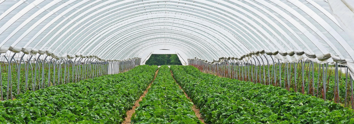 Lighting the Way Forward: LEDs as the Backbone of Smarter Controlled Environment Agriculture