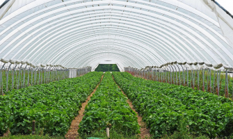 Lighting the Way Forward: LEDs as the Backbone of Smarter Controlled Environment Agriculture