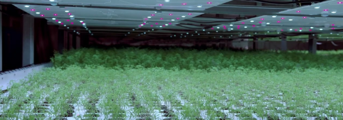Human-Centric Lighting in Indoor Farms: Designing Light That Supports Both Plants and People