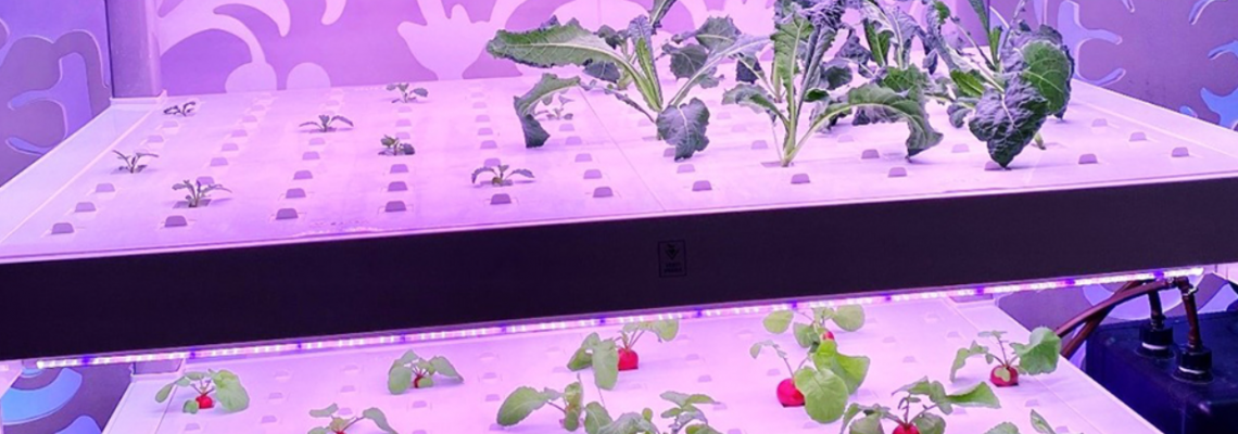 Lighting for Life: How Human-Centric Design Is Shaping the Future of Indoor Farming