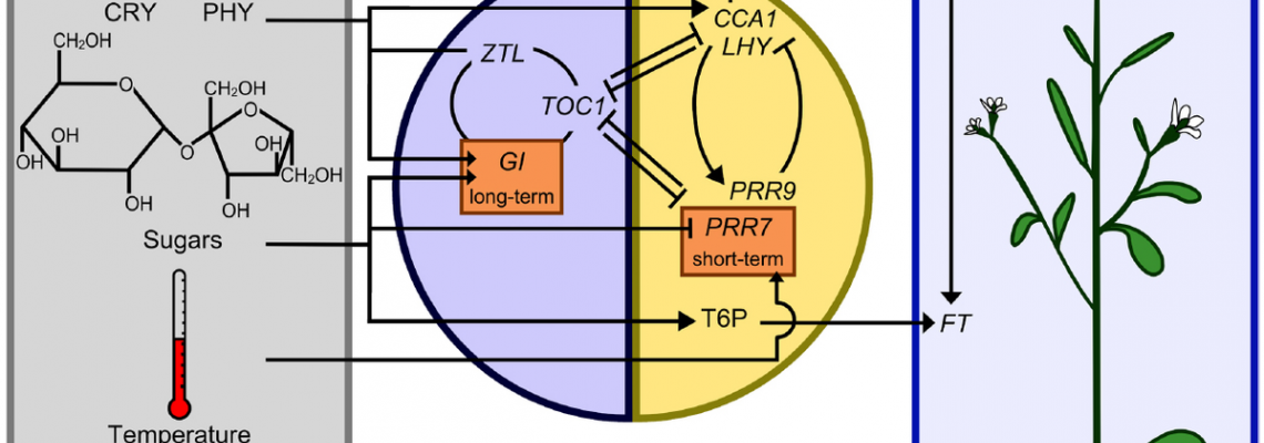 Circadian Lighting for Plants: Smart Photoperiod Management Guide