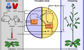 Circadian Lighting for Plants: Smart Photoperiod Management Guide