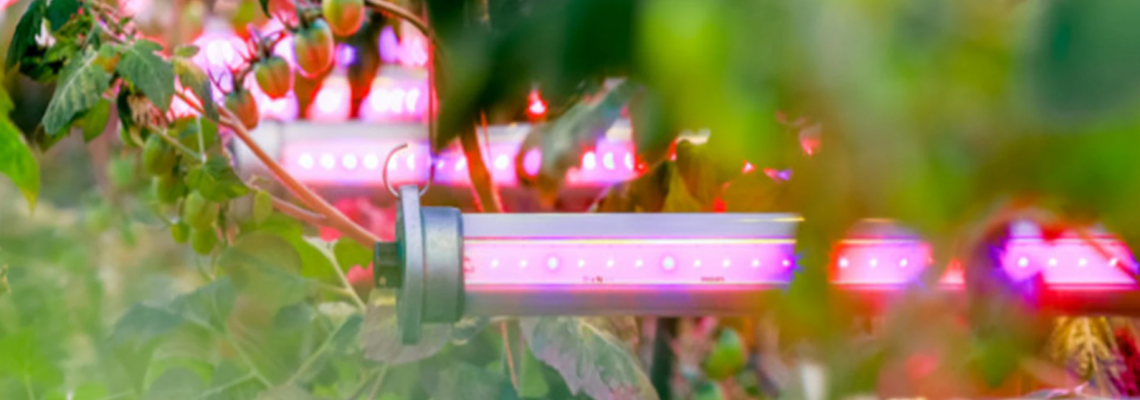 HPS vs Fluorescent vs LED: Which Grow Light Technology Is Dominating Modern Indoor Farms?
