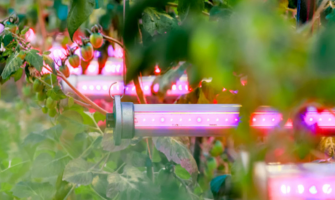 HPS vs Fluorescent vs LED: Which Grow Light Technology Is Dominating Modern Indoor Farms?