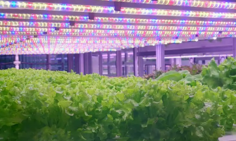 Lighting the Future of Farming: A Complete Comparison of HPS, Fluorescent, and LED Grow Lights