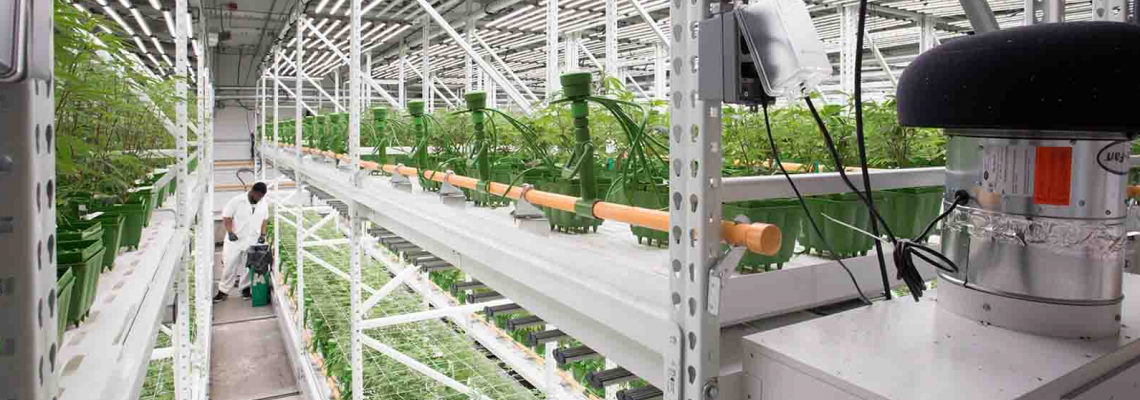 From Seedling to Harvest: Best LED Light Settings for Each Growth Stage From Seedling to Harvest: Best LED Light Settings for Each Growth Stage